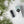 Load image into Gallery viewer, Taiga Eye Cream Sensitive
